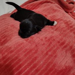 Jax - Black and white male Shih Tzu puppy in Claremore, Oklahoma from Reputable Shih tz Breeders  and Buyers In Oklahoma
