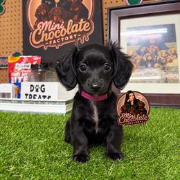 PINK - Black female Dachshund puppy in Liberty, Texas from Mini Chocolate Factory
