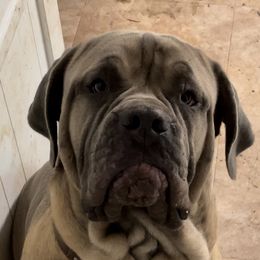 Cane Corso from Blue river kennels