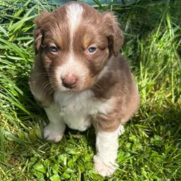 Annie - Red tri female Miniature Australian Shepherd puppy in Lebanon, Oregon from Two Pines Mini Aussies