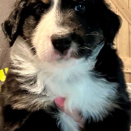Butch Cassidy - Black tri male Miniature Australian Shepherd puppy in Kinsale, Virginia from Northern Neck Aussies