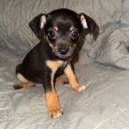 Dalton - Black and tan male Chihuahua puppy in Starkville, Mississippi from Kimberly’s Heavenly Puppies