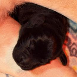 Muffin - Black female Labrador Retriever puppy in Manchester, Maryland from TMK Labradors