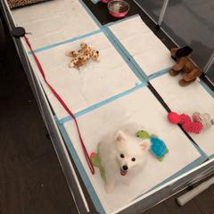 American Eskimo Dog Puppies from Soleil American Eskimos