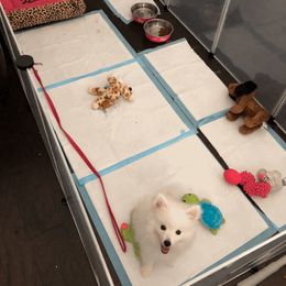 American Eskimo Dog Puppies from Soleil American Eskimos