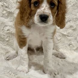 Cavapoo Puppies from Coastal Cavapoos