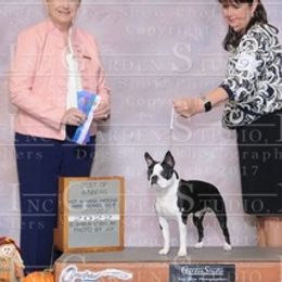 American Staffordshire Terriers, Boston Terriers, and French Bulldogs from Mon Ange French Bulldogs