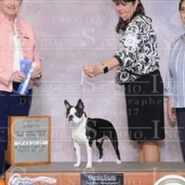 American Staffordshire Terriers, Boston Terriers, and French Bulldogs from Mon Ange French Bulldogs