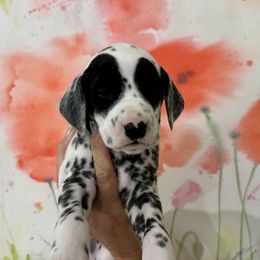 AKC Orange Boy - Panda Puppy - White and black Dalmatian puppy in Hillsville, Virginia from Spot On Dalmatians