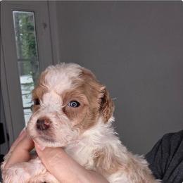 Keiko - Parti female Goldendoodle puppy in Palestine, Texas from KK's Doodle Bunch