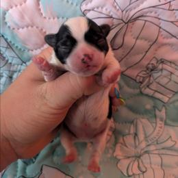 Tucker - Black and white male Chihuahua puppy in Amity, Pennsylvania from Baxters Chihuahuas