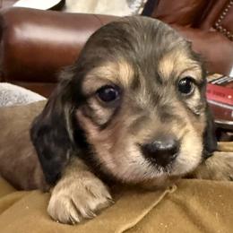 Dachshund puppies from Devoted Doxies - DLL