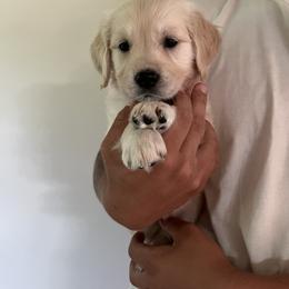 Golden Retriever Puppies from Wise Goldens