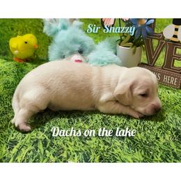 Sir Snazzy - Cream male Dachshund puppy in Grove, Oklahoma from Dachs on the lake