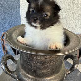 Piper - Black parti female Pomeranian puppy in Costa Mesa, California from Wheresmil0
