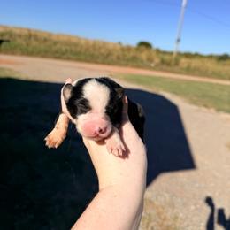 Girl 4 - Black tri-color female Australian Shepherd puppy in Cushing, Oklahoma from Little Pastures Australian Shepherds
