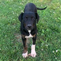 Raven - Catahoula Leopard Dog