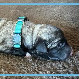 Light Blue - Fawn female Anatolian Shepherd Dog puppy in Clark, Wyoming from Fyne Acres