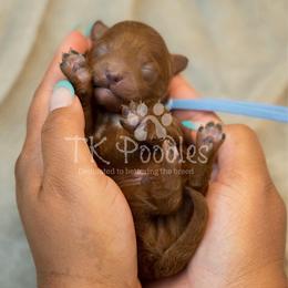 Bonaire - Red  male Poodle puppy in Belleville, New Jersey from TK Poodles