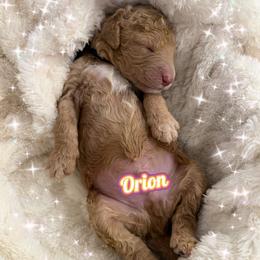 Orion - Cream male Goldendoodle puppy in Miami Dade County, Florida from Doodle Lovers