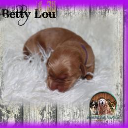 Betty Lou - Dark golden female Golden Retriever puppy in Anson, Texas from Diamond Bar N Ranch
