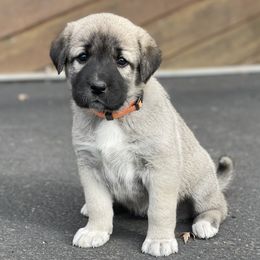 Amber Girl - Fawn female Anatolian Shepherd Dog puppy in Kalispell, Montana from Wild Rooster Family Farm (AKC Anatolians OFA Hips Tested)
