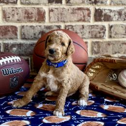 Goldendoodle Puppies from Osgood Doodles