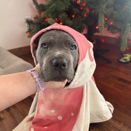 Cane Corso Puppies from Black Magic Cane Corso