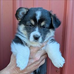 Boy 3 - Black and tan male Pembroke Welsh Corgi puppy in Clayton, Washington from Smiling J Ranch Corgis