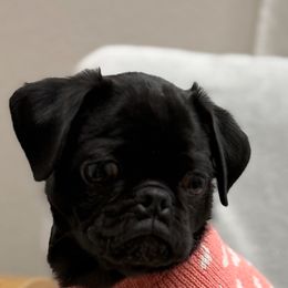 Olive - Black female Pug puppy in Indian Trail, North Carolina from Natalya's Pugs