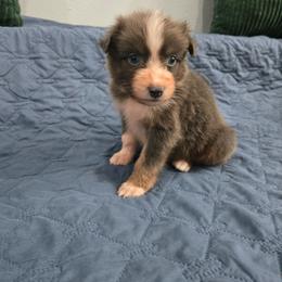 Jack - Dilute blue male Australian Shepherd puppy in Abilene, Texas from S&K Aussies N' Rotties
