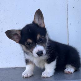 Ember - Black and tan female Pembroke Welsh Corgi puppy in Stephenville, Texas from Rising JM Pembrokes