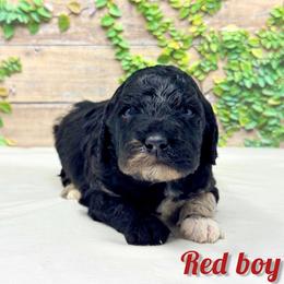 Red boy - Merle male Bernedoodle puppy in Modesto, California from Two Doods Doodles
