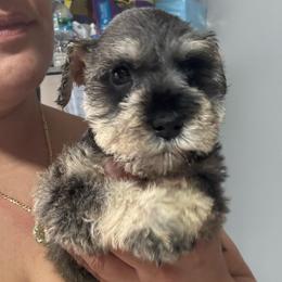 PINK - Salt and pepper female Miniature Schnauzer puppy in Lehigh Acres, Florida from Bertica's Miniature Schnauzers