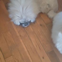 Lilac - Fawn female Pekingese puppy in Burns, Kansas from Pekingese Dynasty