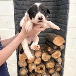 Grizz - Black and white male Border Collie puppy in Taylor, Arizona from Vowell Farm Border Collies