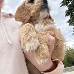 Aussiedoodle and Goldendoodle Puppies from Classic City Doodles