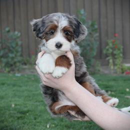 Ruby - Blue merle female Bernedoodle puppy in Eagle Mountain, Utah from Fur Real Puppies.