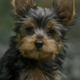 Biewer Terriers, German Shepherds, and Yorkshire Terriers from Mark Carfagno's Pups