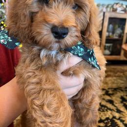 Goldendoodle Puppies from Sunnydoodle Utah