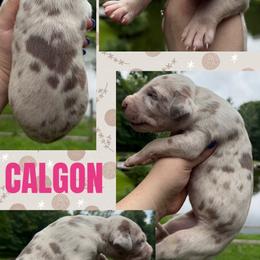 Calgon - Harlequin female Great Dane puppy in Wellsville, New York from Prophecy Danes