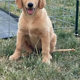 Golden Retriever All Grown Up from Winters Goldens