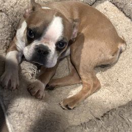 B.B. - Boston Terrier