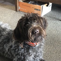 Jazz - Wirehaired Pointing Griffon