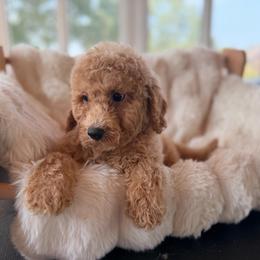 Sundae - Apricot male Goldendoodle puppy in North Royalton, Ohio from Johnson's Doodles