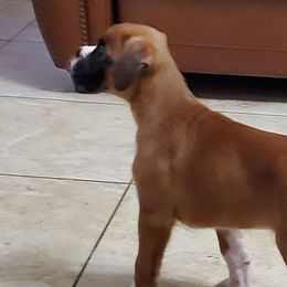 Boxers from Vincenza Boxers