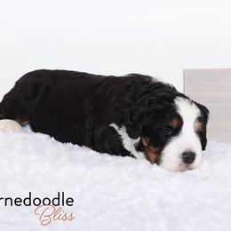Bernedoodle Puppies from Bernedoodle Bliss