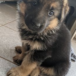 German Shepherd Puppies from Valley Shepherds LLC