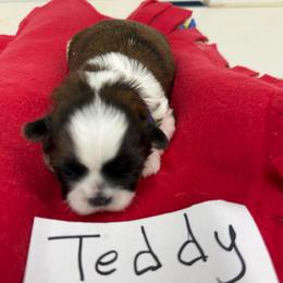 Teddy - Liver and white male Shih Tzu puppy in Marshfield, Missouri from Hillside Loop Kennel LLC