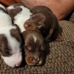 Dachshund Puppies from Puff n tuff farms